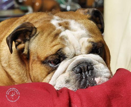 Bulldog 9W099D-003.JPG